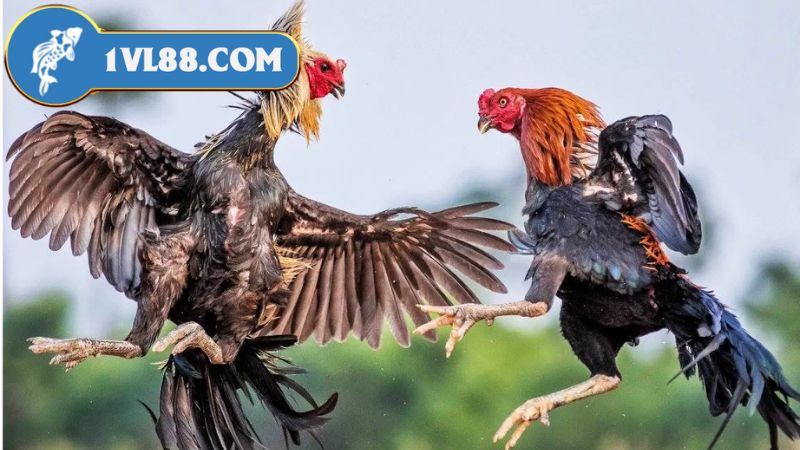 Giới Thiệu Về Đá Gà VL88