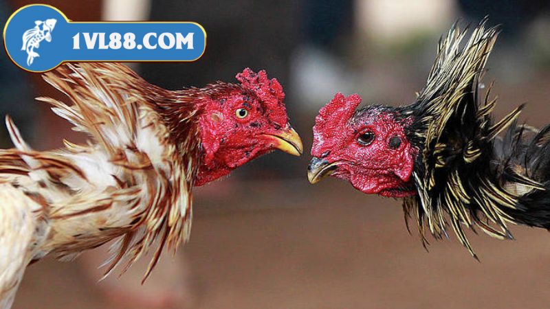 Những Cuộc Chiến Nảy Lửa và Sức Hấp Dẫn Của Trận Đấu